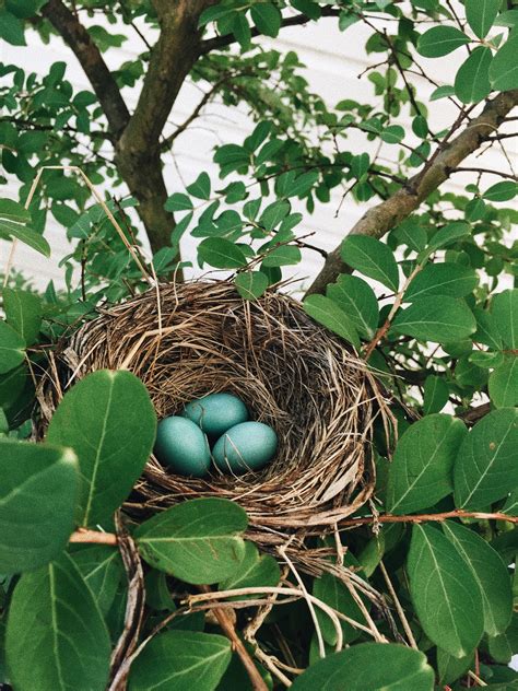 #robin #eggs #nest #tree #leaves #photography | Photography apps, Photography inspiration ...