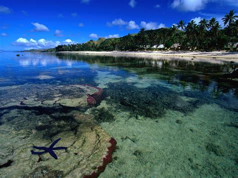 Starfish Along the Coral Coast Beach Wallpapers | Wallpapers HD