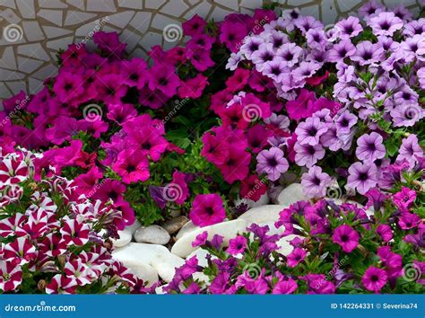 Petunia Flowers on a Flower Bed in Summer Garden.Bright Colorful ...