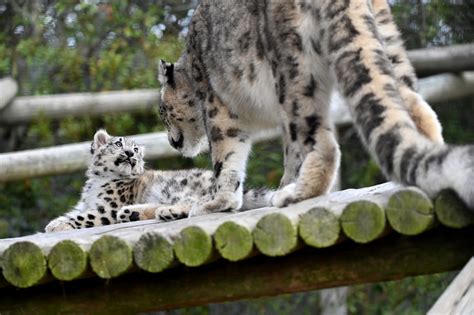 Baby snow leopard born at Metro Richmond Zoo