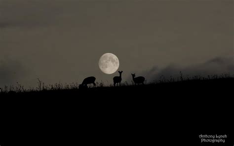 Harvest Moon 2022: When and how to see September's full moon | Space