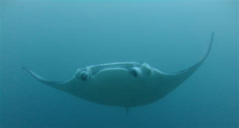 Manta at Lankan Reef, Paradise island, Maldives. Just about to pass ...