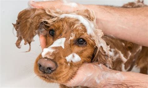 Best Shampoo for Dog with Allergies - [10 products]