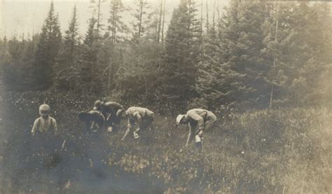 Wild Cranberry Harvest | Photograph | Wisconsin Historical Society