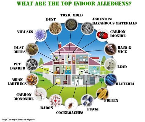 What are the top indoor allergens and how do you deal with them? | Indoor air pollution, Air ...