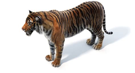 Sumatran tiger fur model - TurboSquid 1198037