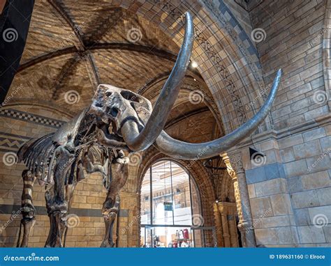 Mammoth Fossil in Natural History Museum of London Editorial Image - Image of december ...