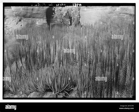 L vulgaris Black and White Stock Photos & Images - Alamy