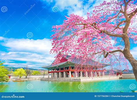 Gyeongbokgung Palace with Cherry Blossom Tree in Spring Time in Seoul ...