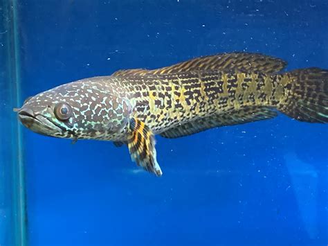 Golden cobra snakehead - Channa aurantimaculata