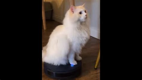 Cat sits on Roomba, pretends like nothing happens even when it bumps into things | Trending ...