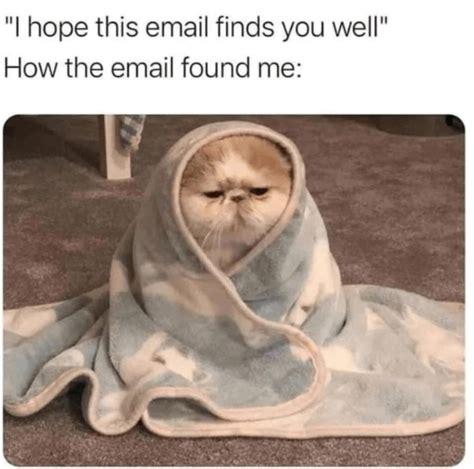 Hope this email finds you well! : r/Catmemes