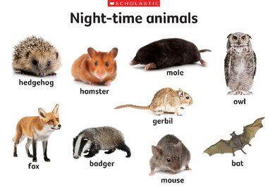 Night-time animals – Early Years teaching resource - Scholastic