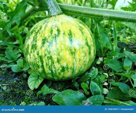 Unripe mini pumpkin stock image. Image of pumpkin, growing - 154070037