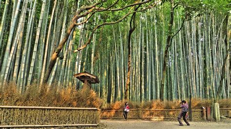 Bamboo Trees Forest - Free photo on Pixabay - Pixabay