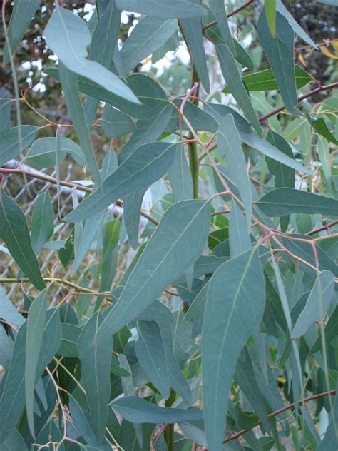 Voice In The Wilderness: Protestors Object to Eucalyptus Tree Removal