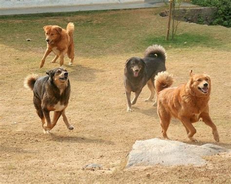 bhotia himalayan sheepdog | Razas caninas, Perrito, Canas