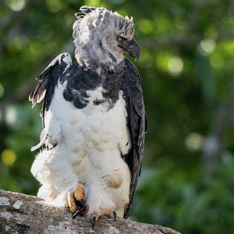 Female Harpy Eagle Photograph by Robert Goodell - Fine Art America