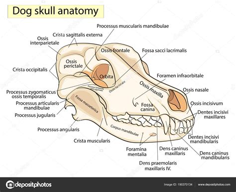 El cráneo de un perro. Estructura de los huesos de la cabeza, diseño anatómico. En latín vector ...