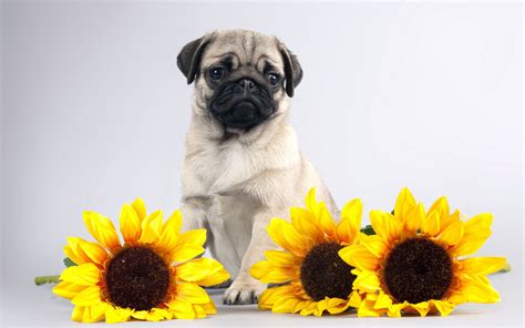 Pug Puppy Wallpaper (66+ images)