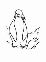 Penguin coloring page sketch template