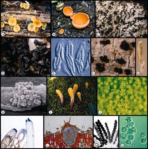 Examples of Ascomycota diversity. (A) Apothecia (yellow) of Orbilia,... | Download Scientific ...