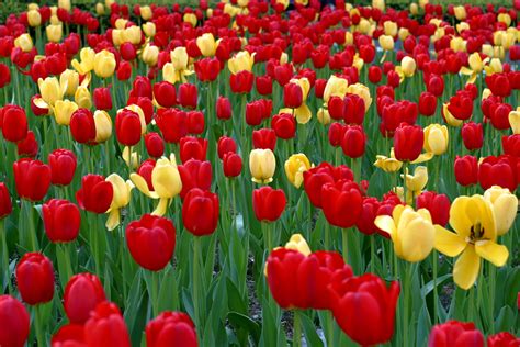 Red and yellow tulips garden HD wallpaper | Wallpaper Flare