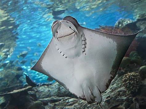 Aquarium of the Pacific | Online Learning Center | Pacific Cownose Ray