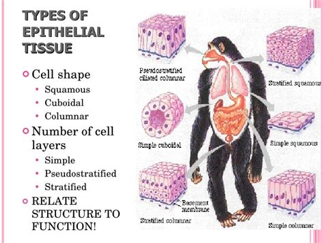 Presentation 04 - Animal Tissues