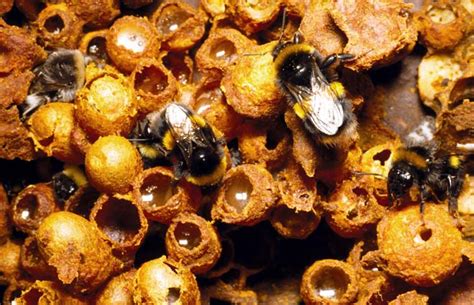 Bumblebee nest – Wasps and bees – Te Ara Encyclopedia of New Zealand