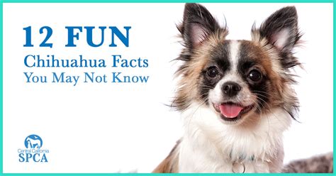 12 Fun Chihuahua Facts You May Not Know – Central California SPCA ...