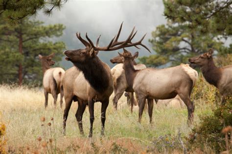 Elk Herd In Colorado Mountains Stock Photo - Download Image Now - iStock