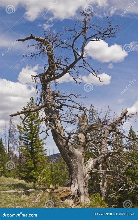 Pine Tree Snag Royalty Free Stock Photos - Image: 12765918