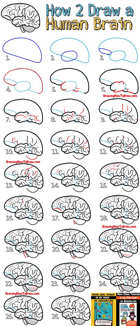 Recommendation Tips About How To Draw A Human Brain - Backgroundmetal