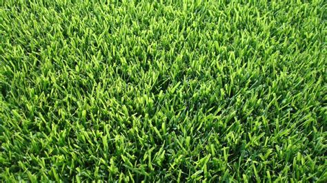 6 Popular Australian Lawns & Grasses - JimsMowing.com.au