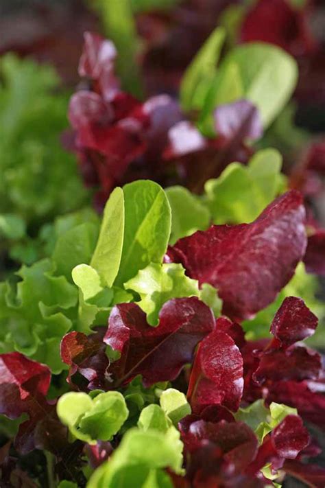 Growing Mesclun in the Home Garden - Lady Lee's Home