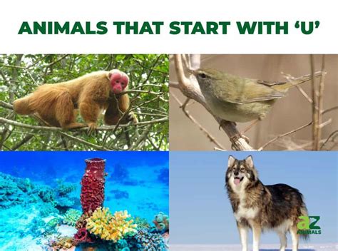 Animals that Start with U - Listed With Pictures, Facts - A-Z Animals