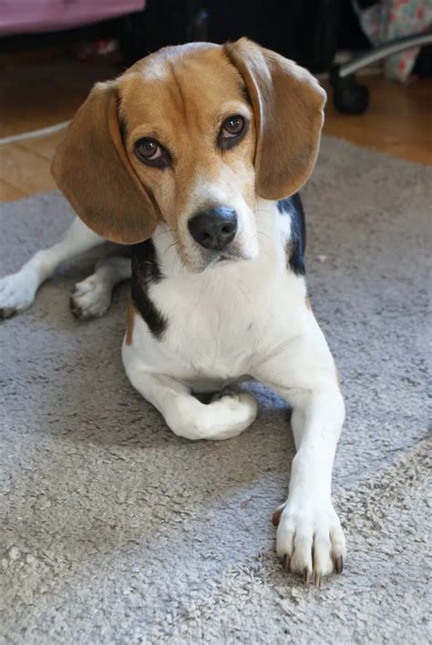 16 Beagle Pros and Cons - Is a Beagle Right For You?