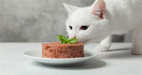 6 Fresh Cat Food Delivery Services for Happy Healthy Cats