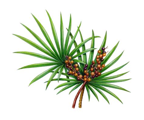 Saw Palmetto for Hair Loss: A Natural DHT Inhibitor | Hold the Hairline