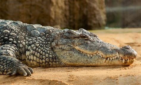 Gustave the Crocodile: The Giant Man-Eater From Burundi Who Has Eaten 300 People | Science Times