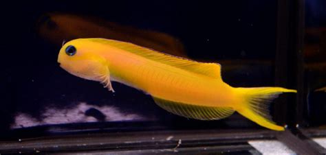 Midas Blenny | Absolutely Fish