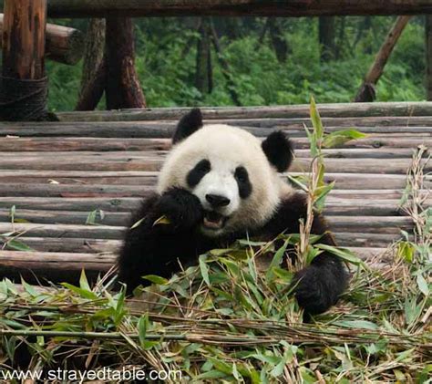 Panda Breeding & Research Center, China - Strayed from the Table