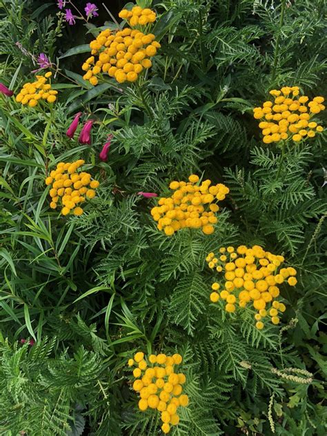 Tansy: What is it Used for? - Star of Nature