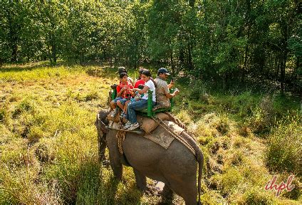 Madhya Pradesh Wildlife Tour Packages | Wildlife Tour in MP | IHPL