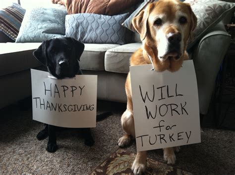 5 Human Foods Dogs Can Eat This Thanksgiving | Rover Blog