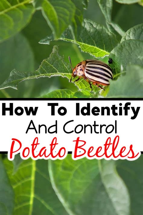 Potato Beetle: How To Identify & Chemically Free Control Them