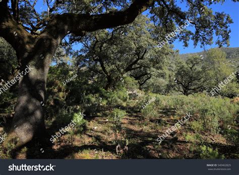 133,223 Mediterranean Forest Images, Stock Photos & Vectors | Shutterstock