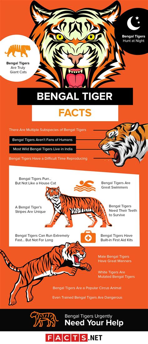 Top 17 Bengal Tiger Facts - Diet, Habitat, Speed & More | Facts.net