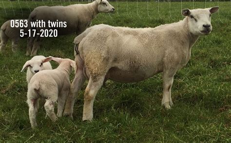 Texel Sheep Breeders - Portland Prairie Texels - Caledonia, MN